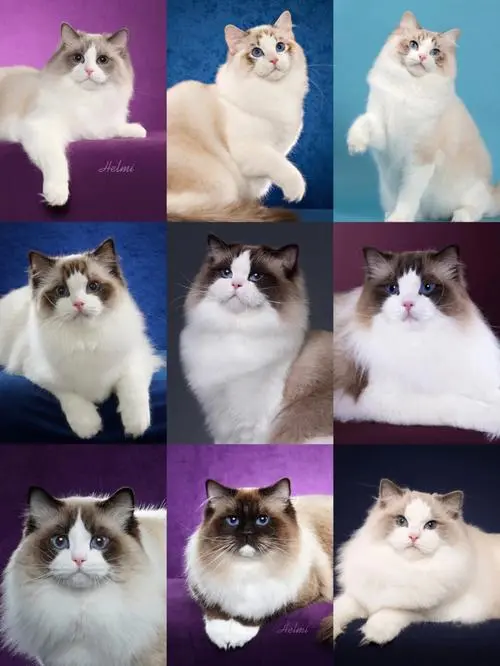 布偶猫的六大种类（布偶分哪六大种类）