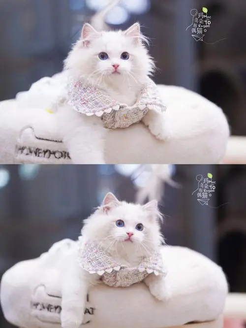 布偶猫价格2020 天真可爱的布偶猫在宠物市场中备受追捧。作为一种优雅宠物，布偶猫以其亲人性格和柔软的毛