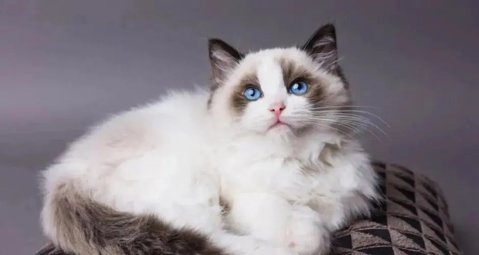 布偶猫是一种十分受欢迎的猫咪品种，它们温顺、友善，毛色漂亮。想要破译一只布偶猫的性别，可以通过观察照