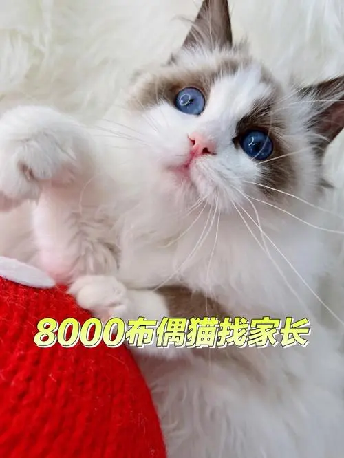布偶猫现在多少钱一只 布偶猫现在多少钱一只小猫
