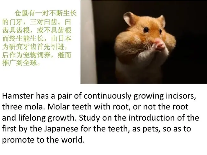 仓鼠（英文名：Hamster），是一种小型的仓鼠科哺乳动物，又称仓鼠鼠或鼹鼠，属于松鼠亚科。仓鼠以其可爱的