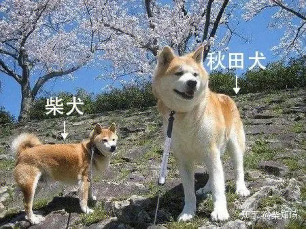 柴犬和秋田犬的价格对比 柴犬和秋田犬的图片