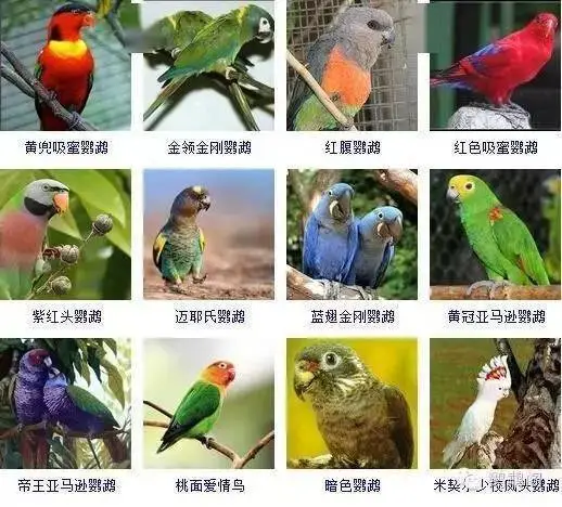 常见鹦鹉品种及图片 常见鹦鹉品种及图片大全