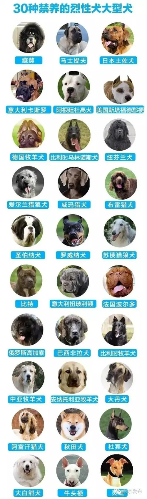 城市禁养犬种名单 城市禁养犬种名单图片