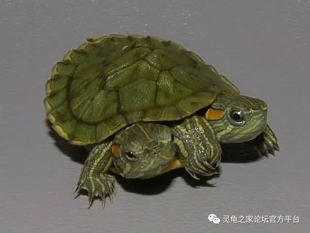宠物龟寿命排行榜 宠物龟的寿命有多长