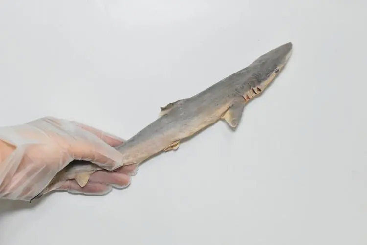 宠物鲨鱼——水馆市场的新宠物？（水馆市场的宠物鲨鱼能养吗）