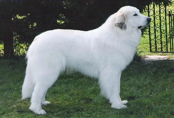大比利牛斯山地犬 - 一种强大而温和的工作犬（大比利牛斯山地犬是指什么犬）
