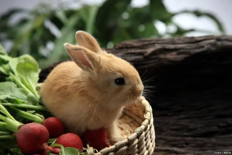 大耳白兔喜欢吃什么蔬菜（大耳白兔吃什么蔬菜）