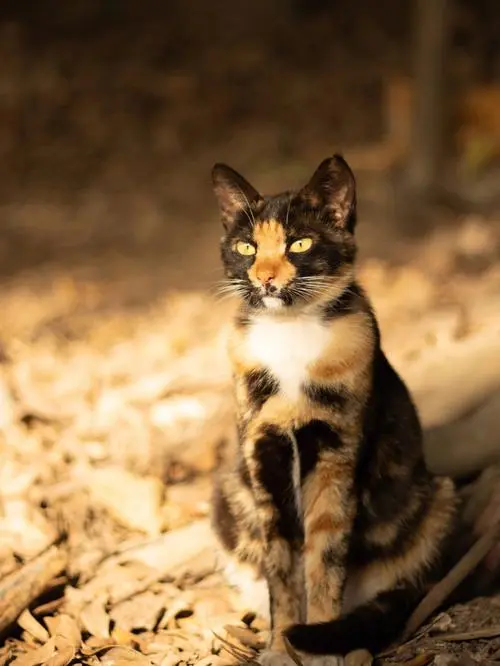玳瑁猫的长相特征