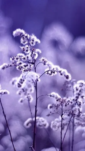 淡紫色花图片 淡紫色花图片唯美