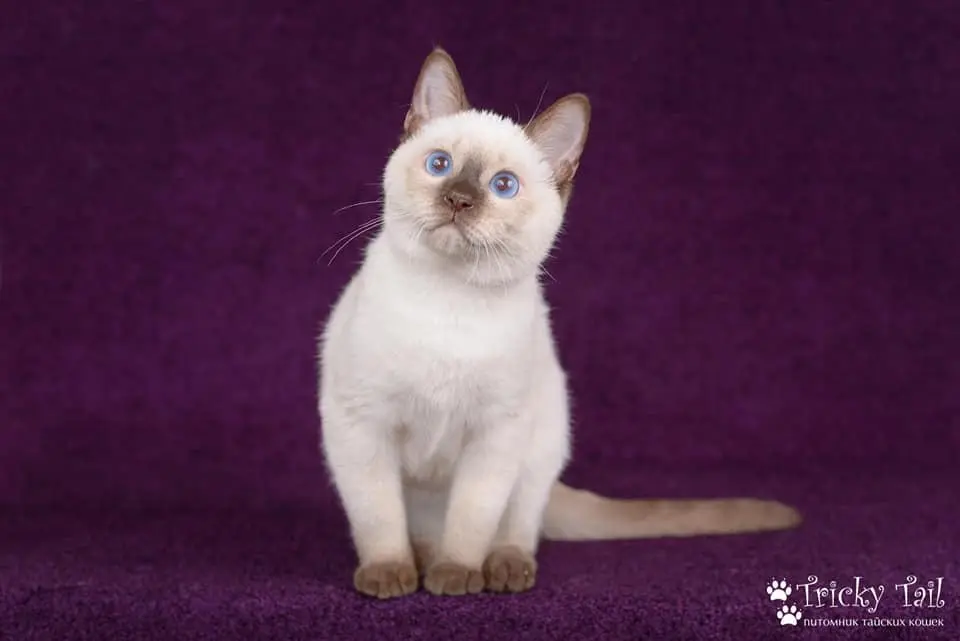 淡紫色重点色暹罗猫 淡紫色重点色暹罗猫图片