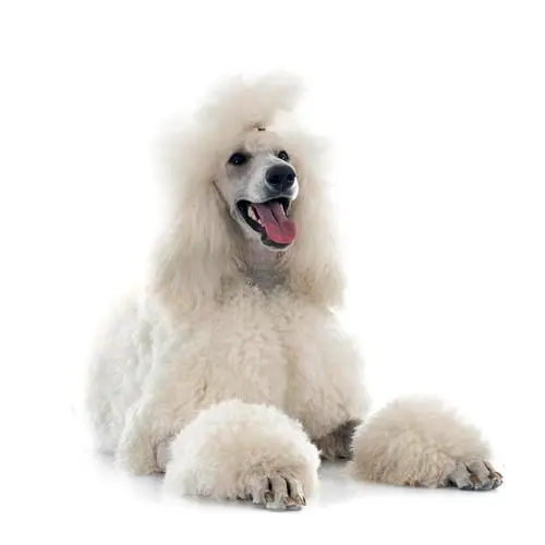 大型贵宾犬图片 白色 大型贵宾犬图片 白色 巨型