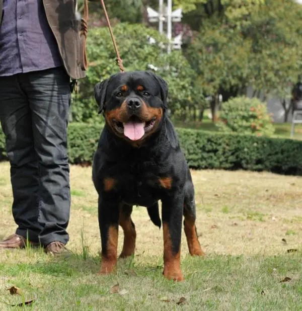 德国罗威纳犬图片价格 世界十大猛犬排名
