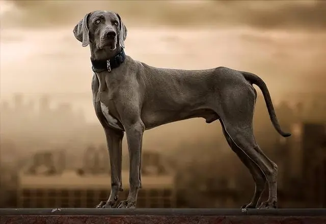 德国威玛犬——德国最受欢迎的工作犬（德国威玛犬）
