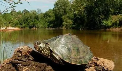 地图龟是一种生活在河流和湖泊中的爬行动物，其学名为Graptemys geographica。地图龟是北美洲特有的一种龟