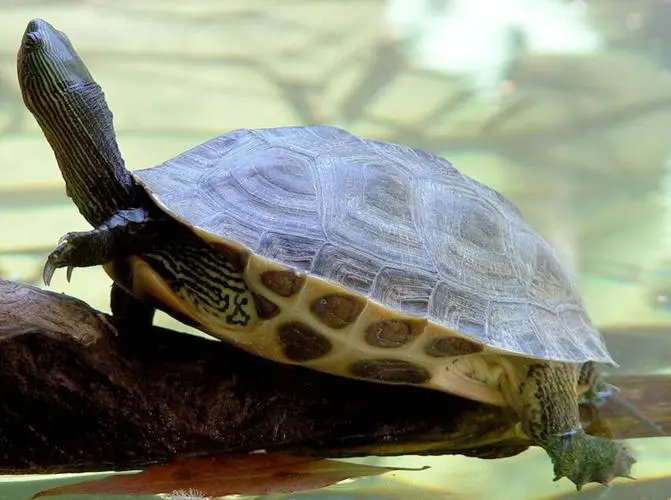 地图龟（学名：Mauremys sinensis）是爬行动物爬行纲龟鳖科地图龟属的一种。它是中国特有的龟鳖类动物，又