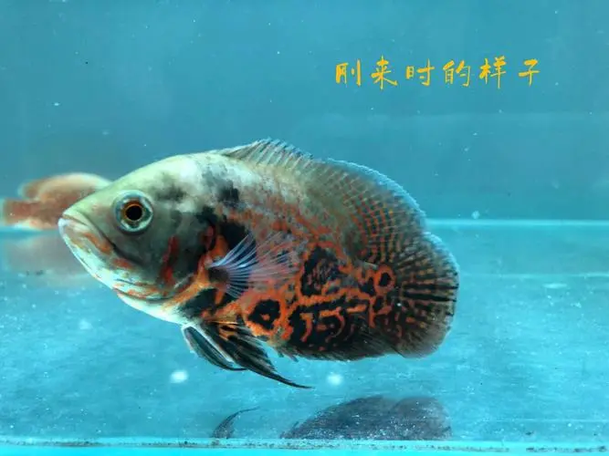 地图鱼吃鱼视频：神奇生物间的捕食游戏（地图鱼吃鱼视频）