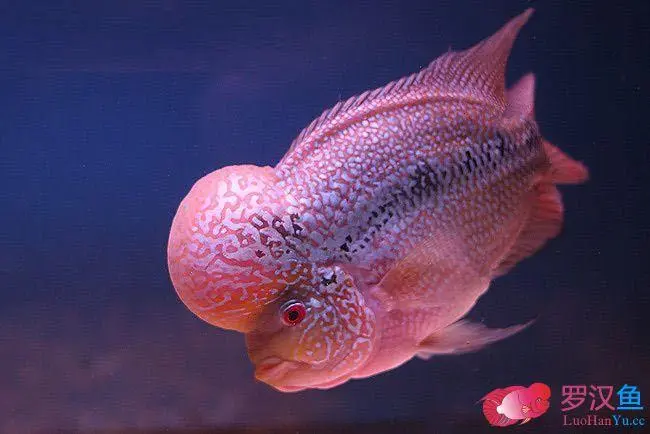 帝王马骝罗汉鱼：一种珍贵的淡水观赏鱼种（帝王马骝罗汉鱼特点）