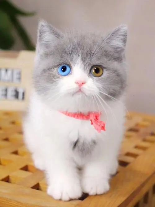 短毛猫的眼睛是什么颜色？（短毛猫的眼睛是什么颜色的）