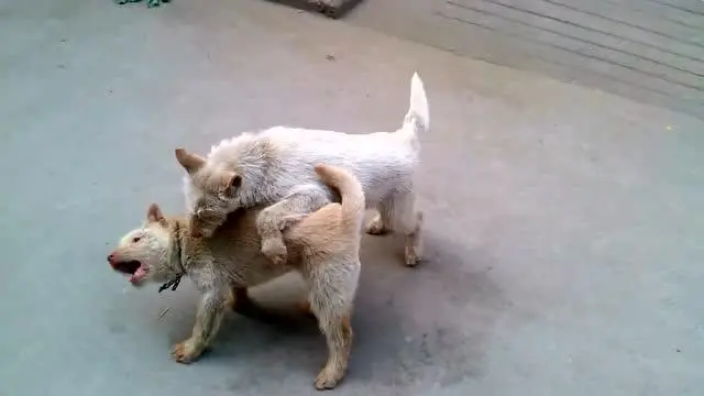 短毛下司犬打架视频 短毛下司犬