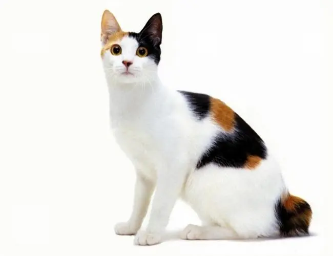 短尾猫——日本岛上的特有物种（短尾猫 日本）