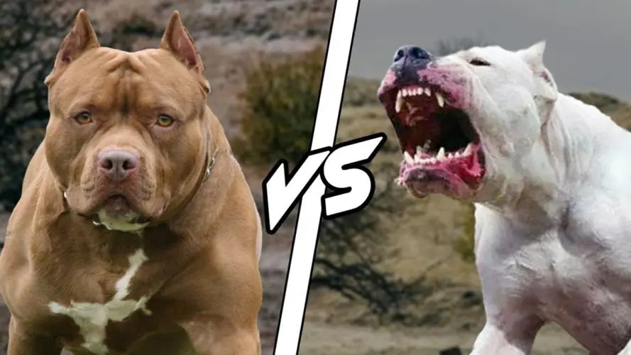杜高犬大战比特犬视频：一场激烈的犬类对决（杜高犬大战比特犬视频）