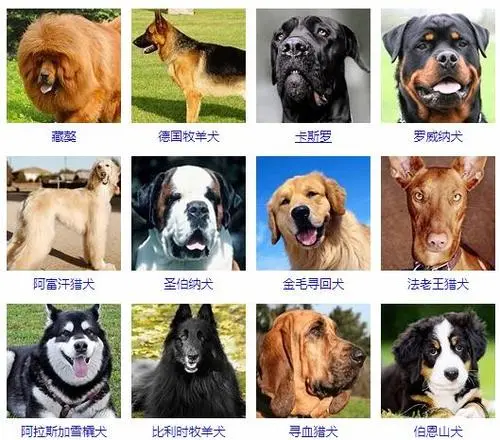 100多种名犬图片大型宠物狗 100多种名犬图片