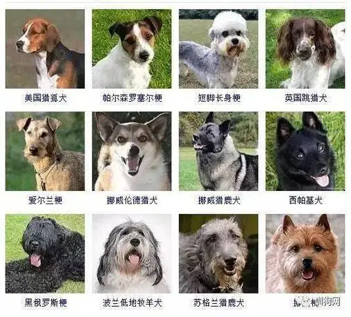 100多种名犬图片（100多种名犬图片i）