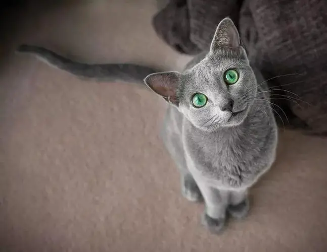俄罗斯蓝猫眼睛是什么颜色？（俄罗斯蓝猫眼睛是什么颜色）
