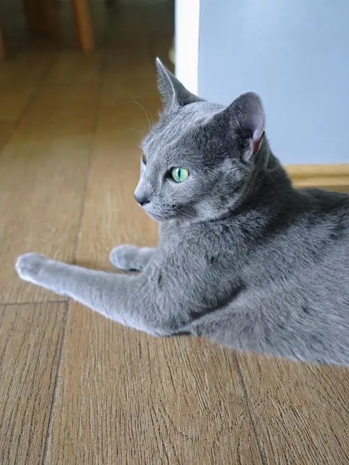 俄罗斯蓝猫：一种特殊的短鼻猫（俄罗斯蓝猫是短鼻猫吗）
