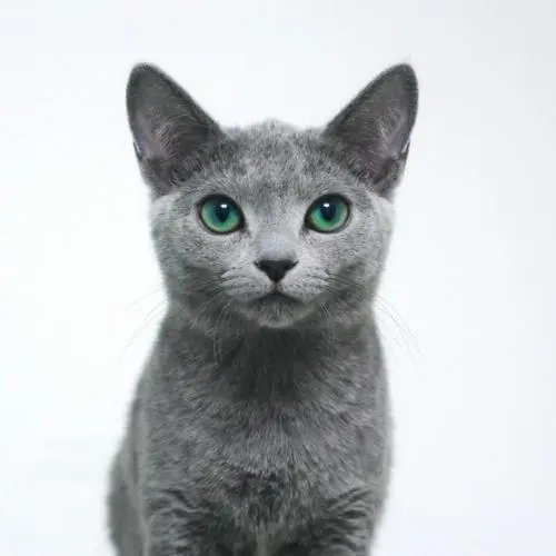 俄罗斯蓝猫幼猫眼睛的颜色（俄罗斯蓝猫幼猫眼睛应该是什么颜色）
