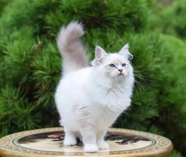 俄罗斯西伯利亚森林猫常见颜色 俄罗斯西伯利亚森林猫