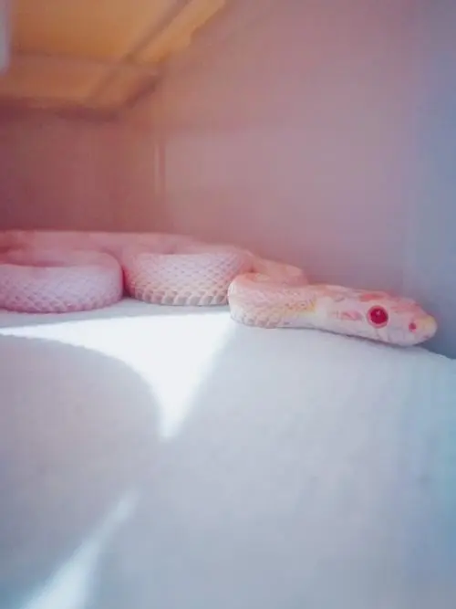 粉白色玉米蛇 粉白色玉米蛇图片