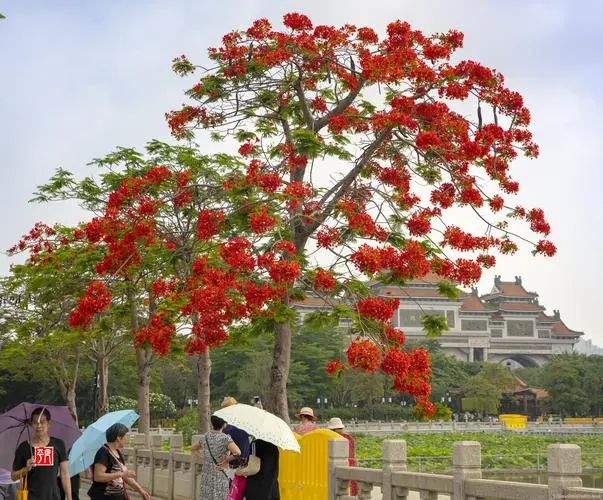 凤凰树开花的样子图片