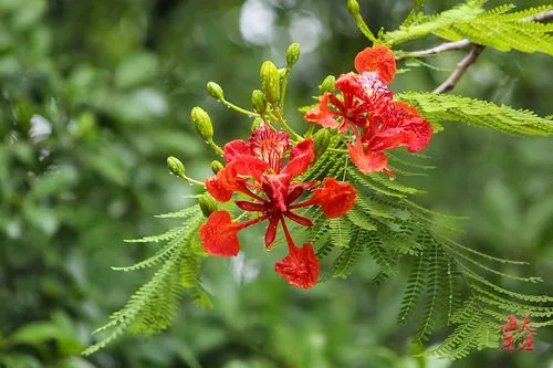 凤凰树（学名：Delonix regia）是一种热带和亚热带地区常见的观赏树木，其美丽的红色花朵和独特的形态受到