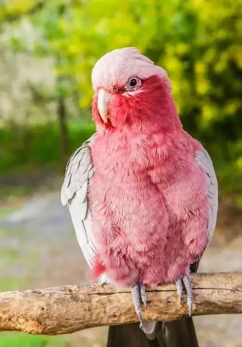 粉红巴丹鹦鹉多大成年 粉红巴丹鹦鹉多大成年了