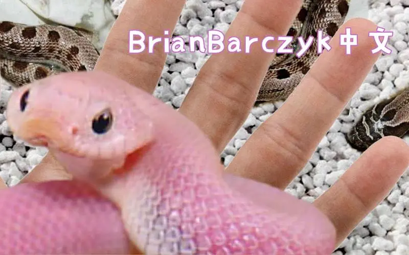 粉色猪鼻蛇和眼镜王蛇