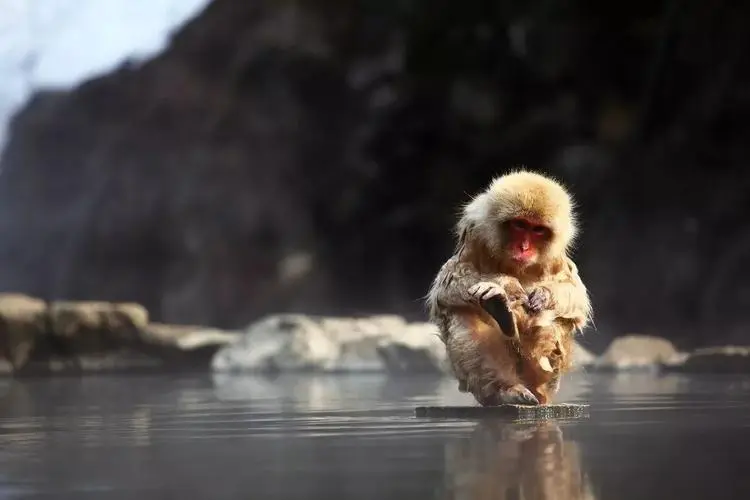 富士山猴子泡温泉图片 猴子泡温泉图片经典