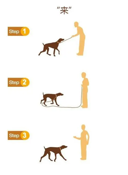 29个基础动作的训练狗狗方法简介（训练狗狗的29个基础动作）