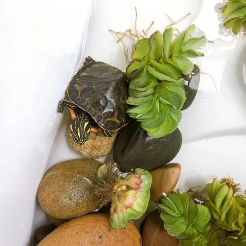 个人可以养的陆龟有哪些
