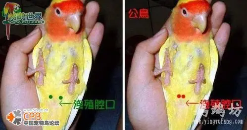 公母鹦鹉怎么区别图片 鹦鹉怎么区别公母图解
