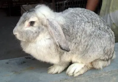 公羊兔一年长多少斤 公羊兔一般长多少斤