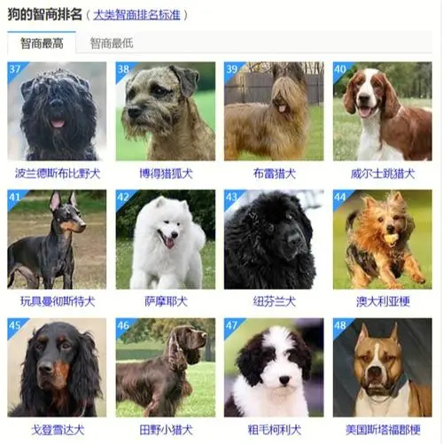 狗的智商排名 前十名 狗的智商排名前十名的是什么狗