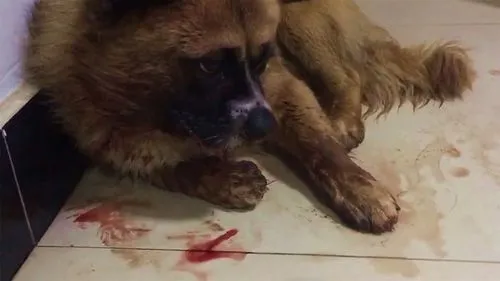 狗护食被主人暴打视频 哈士奇拆家后被打死残忍视频