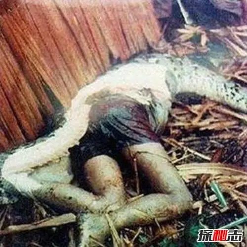 广西蟒蛇吃人真实视频