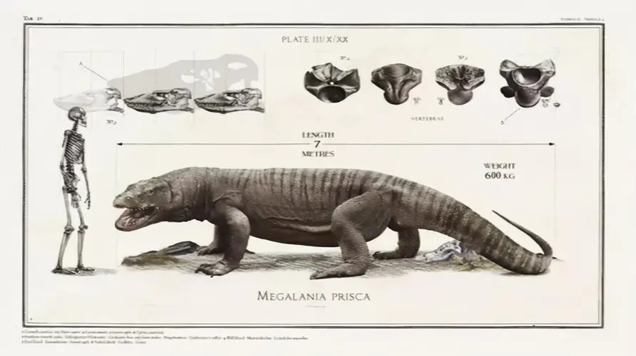 古巨蜥和科莫多巨蜥的区别（古巨蜥和科莫多巨蜥有什么区别）