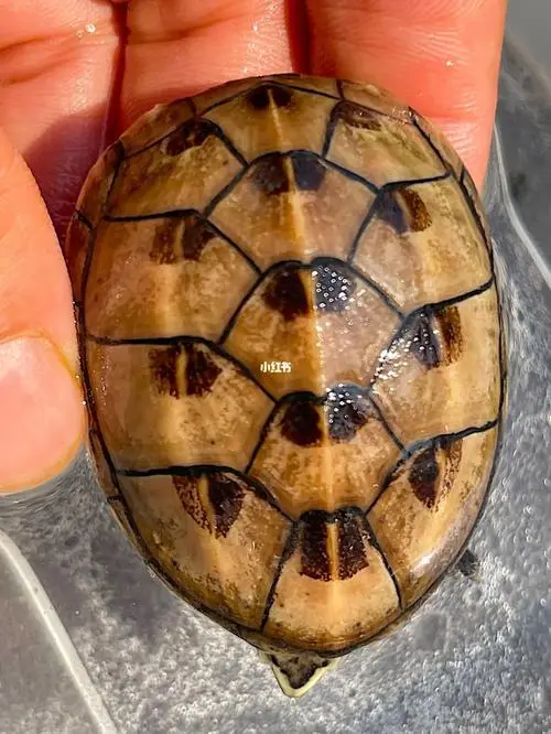 果核蛋龟长大后 果核蛋龟长大后的图片