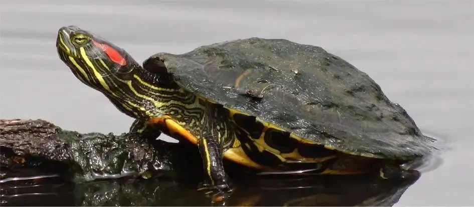 果核蛋龟（学名：Trachemys scripta elgans），是一种生活在水中的种类丰富、可爱的龟类。果核蛋龟是一种比