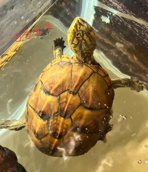 果核龟孵化1.0（果核龟孵化温度）