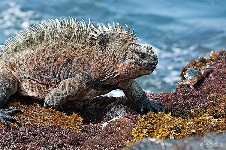 海鬣蜥的读音 海鬣蜥的读音是什么